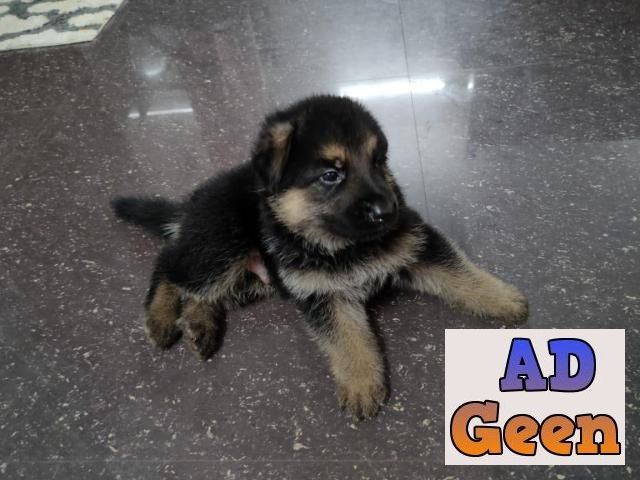 used German Shepherd double bush coat puppies 10K only 8825853573 for sale 